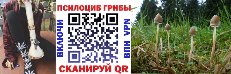 Псилоцибиновые грибы Psilocybine cubensis купить закладку мега ссылка Таштагол